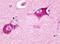 Histamine Receptor H3 antibody, NLS475, Novus Biologicals, Immunohistochemistry frozen image 