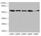 Glycerate Kinase antibody, LS-C675815, Lifespan Biosciences, Western Blot image 