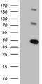 Lck Interacting Transmembrane Adaptor 1 antibody, LS-C340352, Lifespan Biosciences, Western Blot image 