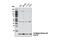 Histone H3 antibody, 4260S, Cell Signaling Technology, Western Blot image 