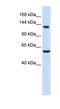Immunoglobulin Superfamily Member 1 antibody, NBP1-59246, Novus Biologicals, Western Blot image 