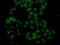 Fibroblast Growth Factor 14 antibody, GTX33198, GeneTex, Immunocytochemistry image 