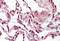 Serine And Arginine Rich Splicing Factor 9 antibody, ARP40490_P050, Aviva Systems Biology, Immunohistochemistry frozen image 