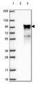 Coiled-Coil Serine Rich Protein 1 antibody, HPA054709, Atlas Antibodies, Western Blot image 