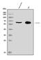 AT-Rich Interaction Domain 5A antibody, A14678-1, Boster Biological Technology, Western Blot image 