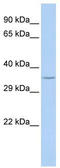 Speedy/RINGO Cell Cycle Regulator Family Member A antibody, TA333382, Origene, Western Blot image 