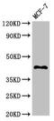 Transmembrane Protein 173 antibody, CSB-PA023754LA01HU, Cusabio, Western Blot image 