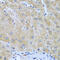 Furin, Paired Basic Amino Acid Cleaving Enzyme antibody, 22-945, ProSci, Immunohistochemistry frozen image 
