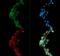 Diacylglycerol O-acyltransferase 1 antibody, GTX48577, GeneTex, Immunocytochemistry image 