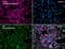 Prolyl 4-Hydroxylase Subunit Beta antibody, NB300-517, Novus Biologicals, Immunofluorescence image 
