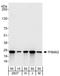 Proteasome Subunit Alpha 2 antibody, A303-816A, Bethyl Labs, Western Blot image 