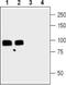Gephyrin antibody, PA5-77466, Invitrogen Antibodies, Western Blot image 