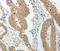 A-Kinase Anchoring Protein 1 antibody, MBS2519288, MyBioSource, Immunohistochemistry frozen image 