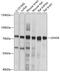 Leukocyte Receptor Cluster Member 8 antibody, GTX66314, GeneTex, Western Blot image 