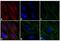 Mouse IgG (H+L) antibody, A16022, Invitrogen Antibodies, Immunofluorescence image 