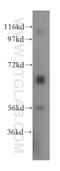 Solute Carrier Family 7 Member 4 antibody, 15748-1-AP, Proteintech Group, Western Blot image 