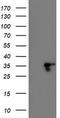 Leukocyte Receptor Cluster Member 1 antibody, TA503114, Origene, Western Blot image 