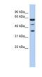 NELF-E antibody, NBP1-57127, Novus Biologicals, Western Blot image 