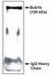 Mitotic checkpoint serine/threonine-protein kinase BUB1 beta antibody, PA1-12551, Invitrogen Antibodies, Western Blot image 