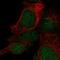 LysM Domain Containing 1 antibody, HPA064537, Atlas Antibodies, Immunocytochemistry image 