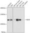NIMA Related Kinase 9 antibody, 18-110, ProSci, Western Blot image 