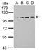 Splicing factor, proline- and glutamine-rich antibody, PA5-29948, Invitrogen Antibodies, Western Blot image 