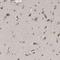 EFR3 Homolog A antibody, NBP1-81538, Novus Biologicals, Immunohistochemistry frozen image 