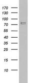 Poly(A)-Specific Ribonuclease antibody, MA5-26549, Invitrogen Antibodies, Western Blot image 