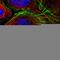 CDC Like Kinase 4 antibody, HPA043746, Atlas Antibodies, Immunofluorescence image 