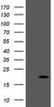 Peptidylprolyl Isomerase Like 3 antibody, TA505245S, Origene, Western Blot image 