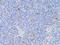 CD3 antibody, LS-C747519, Lifespan Biosciences, Immunohistochemistry frozen image 