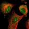Ellis-van Creveld syndrome protein antibody, PA5-52591, Invitrogen Antibodies, Immunofluorescence image 