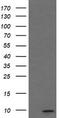 MIC10 antibody, LS-B14543, Lifespan Biosciences, Western Blot image 