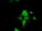 ERCC Excision Repair 1, Endonuclease Non-Catalytic Subunit antibody, TA501168, Origene, Immunofluorescence image 
