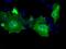 Protein Tyrosine Phosphatase Receptor Type E antibody, GTX83763, GeneTex, Immunofluorescence image 