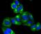 Protein TFG antibody, A02870-2, Boster Biological Technology, Immunocytochemistry image 