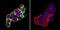 Cytohesin 2 antibody, NBP2-22514, Novus Biologicals, Immunofluorescence image 