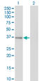 G Protein Pathway Suppressor 2 antibody, LS-C197342, Lifespan Biosciences, Western Blot image 