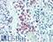 Centrosomal Protein 131 antibody, LS-B15564, Lifespan Biosciences, Immunohistochemistry paraffin image 