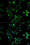 Hydroxysteroid 17-Beta Dehydrogenase 2 antibody, orb167136, Biorbyt, Immunofluorescence image 