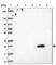 Family With Sequence Similarity 156 Member B antibody, HPA056640, Atlas Antibodies, Western Blot image 