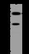 Dpc4 antibody, 207580-T38, Sino Biological, Western Blot image 