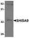 Protein shisa-9 antibody, A15169, Boster Biological Technology, Western Blot image 