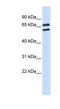 Tripartite Motif Family Like 1 antibody, NBP1-54340, Novus Biologicals, Western Blot image 