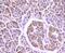 Forkhead Box O4 antibody, NBP2-67798, Novus Biologicals, Immunohistochemistry paraffin image 