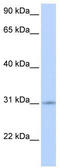 Zinc Finger Protein 146 antibody, TA332016, Origene, Western Blot image 