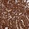 Cartilage Associated Protein antibody, HPA044150, Atlas Antibodies, Immunohistochemistry frozen image 