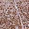 Oligoribonuclease, mitochondrial antibody, HPA038451, Atlas Antibodies, Immunohistochemistry frozen image 