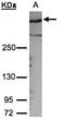Gravin antibody, LS-B10829, Lifespan Biosciences, Western Blot image 