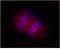 Salt Inducible Kinase 2 antibody, LS-B1898, Lifespan Biosciences, Immunocytochemistry image 